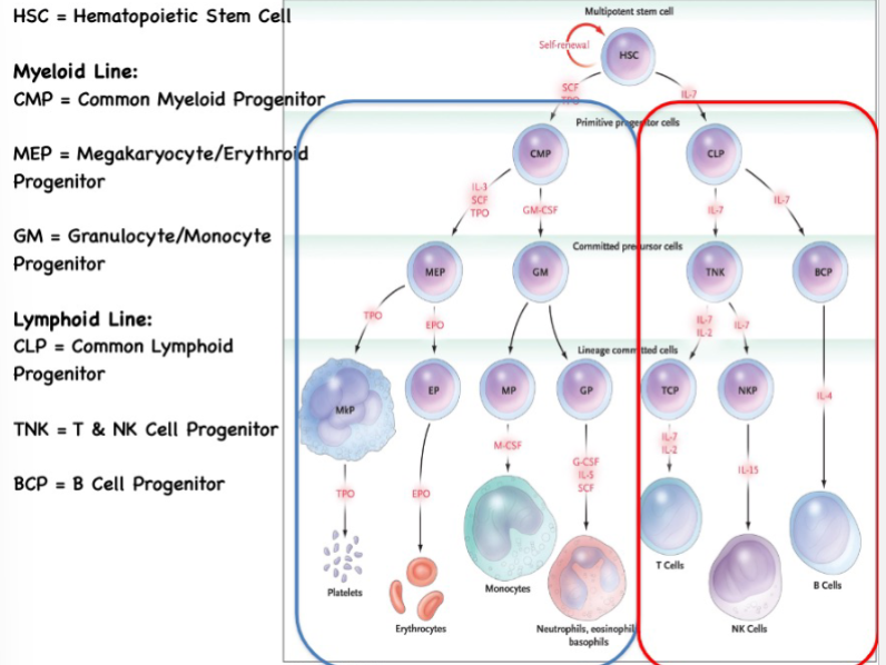 <ol><li><p>Self-renewal: Hematopoietic stem cells have the unique ability to both self-renew and differentiate. They can undergo mitosis to produce two daughter cells, one of which remains a stem cell while the other becomes a more specialized, committed progenitor cell. This process ensures a constant source of HSCs.</p></li><li><p>Commitment to lineage: The first step in differentiation is the commitment of a hematopoietic stem cell to a specific blood cell lineage, such as red blood cells (erythropoiesis), white blood cells (leukopoiesis), or platelets (thrombopoiesis). This decision is influenced by various factors and signaling molecules in the bone marrow microenvironment.</p></li><li><p>Multipotent progenitor cells: Once committed, the HSC gives rise to multipotent progenitor cells (MPPs). These MPPs have more limited differentiation potential and are committed to a specific lineage but can still give rise to a variety of related cell types. For example, myeloid MPPs can generate various types of myeloid cells, including granulocytes, monocytes, and platelets.</p></li><li><p>Progenitor cells: Multipotent progenitor cells further differentiate into more specialized progenitor cells, which are often unipotent, meaning they are committed to a single cell type. For example, common myeloid progenitors (CMPs) differentiate into either megakaryocyte-erythroid progenitors (MEPs) for red blood cells and platelets or granulocyte-monocyte progenitors (GMPs) for white blood cells.</p></li><li><p>Maturation and terminal differentiation: These progenitor cells continue to differentiate and mature into their final forms. For instance, erythroid progenitors develop into reticulocytes, which eventually mature into red blood cells (erythrocytes). Each type of blood cell follows a specific maturation pathway, characterized by changes in cell shape, size, and the expression of specific proteins.</p></li><li><p>Release into circulation: Once fully matured, the differentiated blood cells are released into the bloodstream, where they can perform their intended functions. Red blood cells carry oxygen, white blood cells are involved in immune responses, and platelets play a crucial role in blood clotting.</p></li></ol>