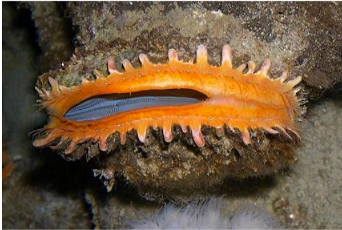 <p>Giant Rock Scallop</p>