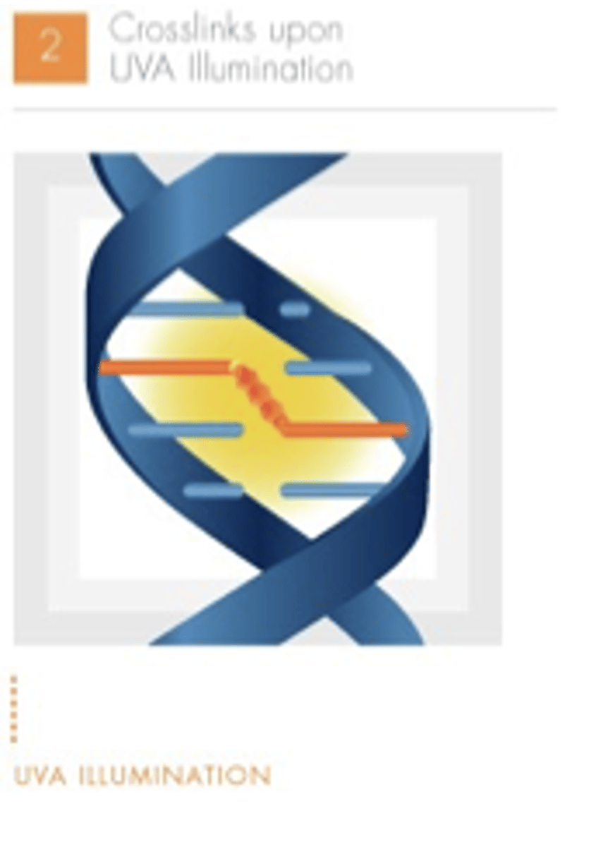 <p>UVA illumination activates amotosalen, causing permanent cross-links between the helical strands</p>