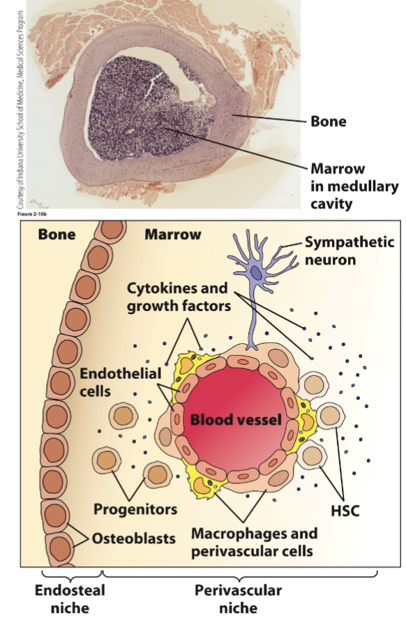 <p>Extracellular matrix: Attachment of stem cells and hematopoietic progenitor cells via adhesion molecules</p><p>Stromal Cells (endothelial, perivascular, nerves, macrophages and osteoblasts): <br>Physical support (scaffold) for the growth of hematopoietic cells. Provide nutrients, produce hematopoietic growth factors and express adhesion molecules that influence differentiation</p><p>Hematopoietic growth factors: produced by stromal cells are presented to immobilized stem cells</p><p>niche in bone marrow: extracellular matrix, stomal cell + hemopoietic growth factors = able to perform hematopoeisis</p><p>all the cells contribute to HSC to grow</p>
