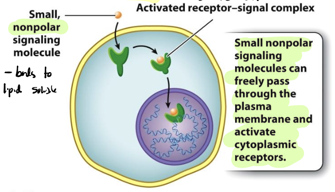 <p>receptors residing inside the cell</p><ul><li><p>small, nonpolar signaling molecule passes through the PM and activate cytoplasmic receptors</p></li></ul><p></p>