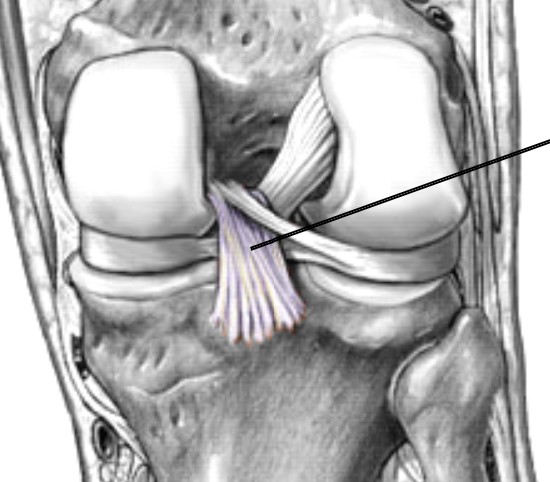 <p>Which ligament of the knee is posterior and forms a cross?</p>