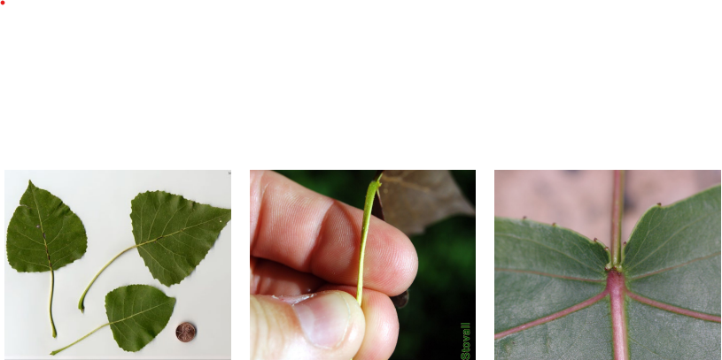 <p>Alternate, simple triangular leaves with a flattened petiole and glands at the top of the petiole.</p>