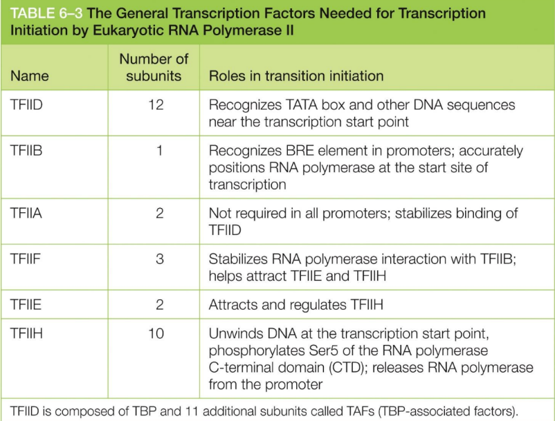 <p>Recognizes TATA box (&amp; other DNA sequences) near the transcription start point</p>