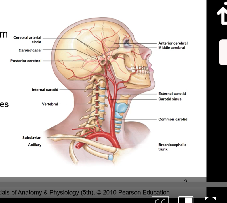 <ul><li><p>internal carotid arteries</p><ul><li><p>branches off heart with the brachiocephalic trunk and then splits into external carotid which goes to outer part of face and the internal carotid artery which goes through the carotid canal and then to cerebralarterial circle</p></li></ul></li><li><p>vertebral arteries </p><ul><li><p>go up brachiocephalic trunk then go up the subclavian axillary then to the vertebral arteries </p></li><li><p>vertebral arteries tied into our axial skeleton cuz these are the ones that go thru the transverse forename in the transverse processes of the cervical vertebrae. then goes to cerebralaterial circle/circle of Willis </p></li></ul></li></ul><p></p><p>in diagram we want to from heart ( behind sternum) and go up towards the brain so it has oxygenated blood and then the venous blood can go back towards heart</p><p></p>