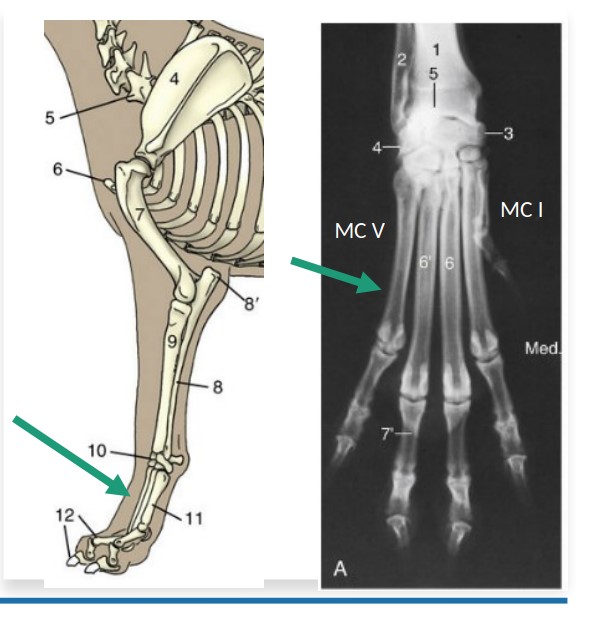 * The long bones extending distally from the carpus.
* Each weight bearing metacarpal bone (no matter how many an animal has) will have a pair of sesamoid bones located at the very distal end, near to the articulation with the first phalangeal bone