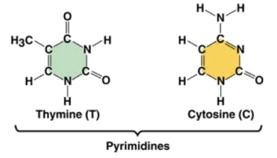 <p>1 ring nitrogen base (cytosine and thymine)</p>