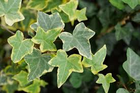 <p>what is the scientific name of English Ivey </p>