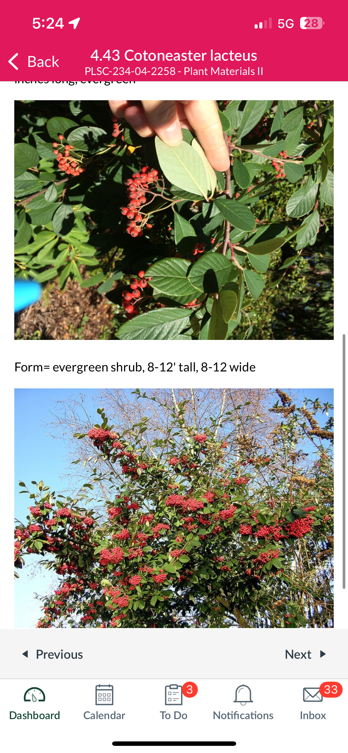 <p>Cotoneaster lacteus</p>