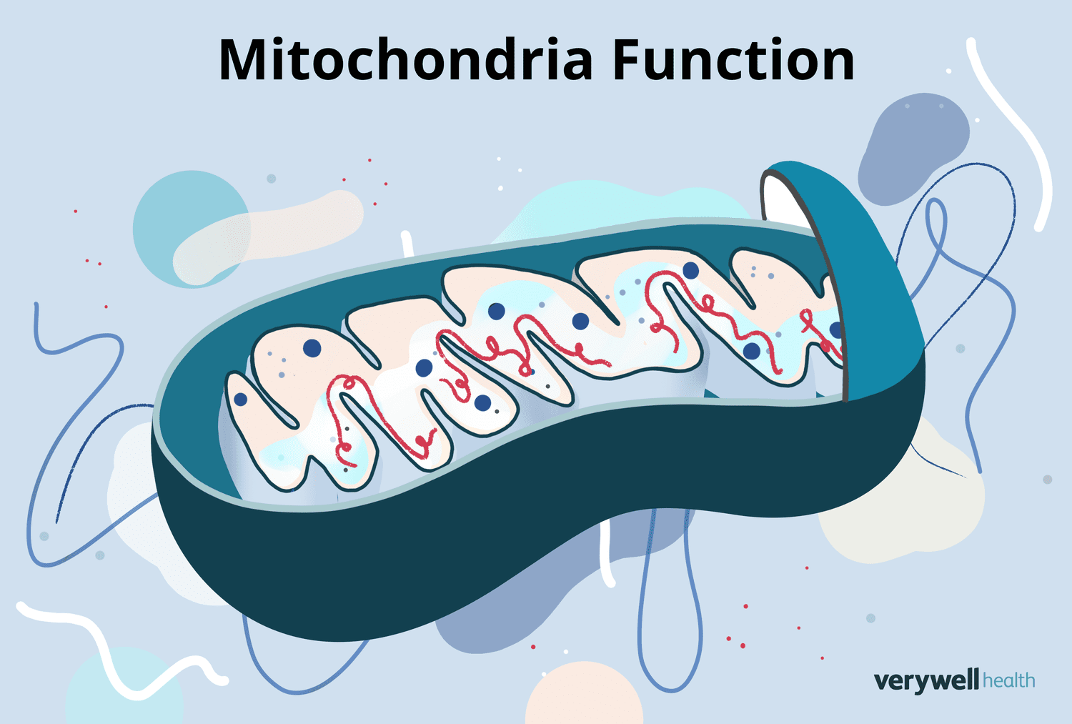 <p>Mitochondria</p>