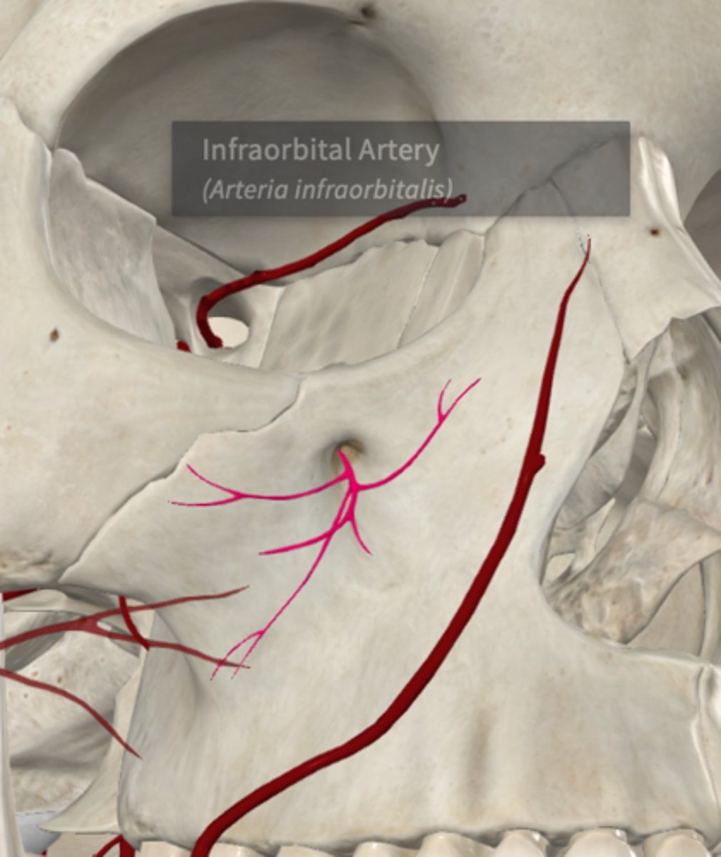 <p>What is the Infraorbital artery of the maxillary artery branches in PTERYGOPALATINE FOSSA supplied by?</p>