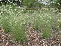 Blue gramma grass