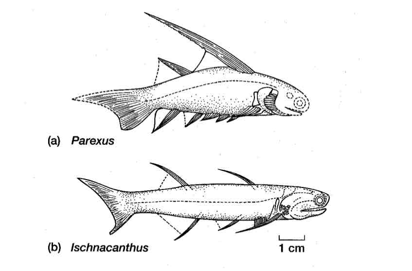 <p>Acanthodii</p>