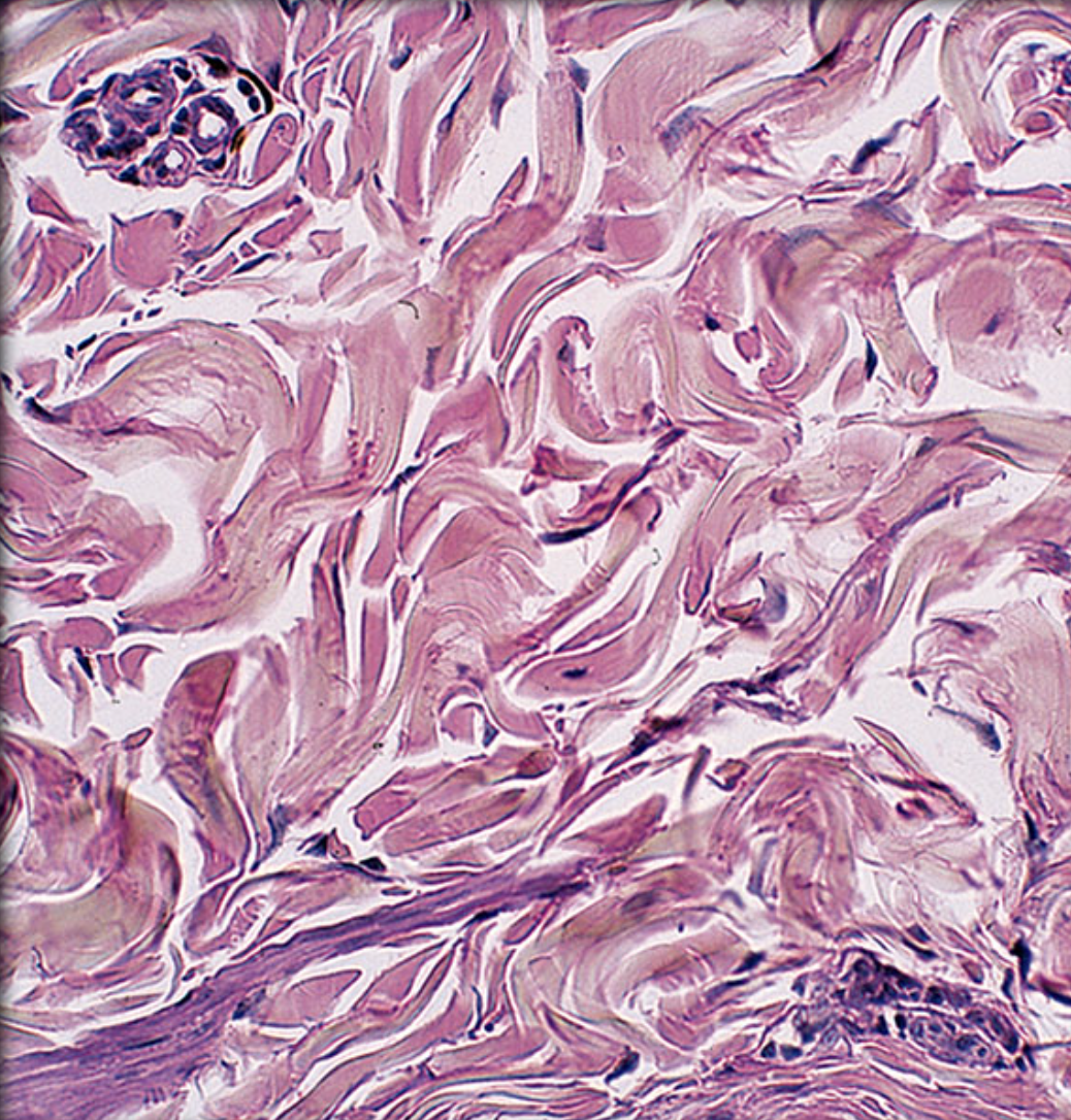 <p>Identify tissue by the image</p>