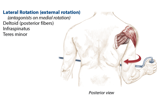 <p>Deltoid (posterior fibers), infraspinatus, teres minor</p>