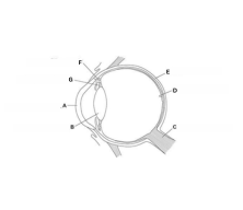 <p>Label each part of the eye.</p>