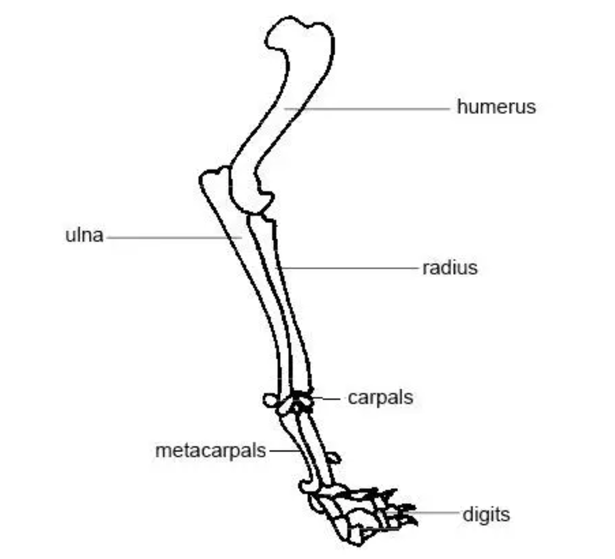 <p>Scapula, humerus, radius, ulna, carpals, metacarpals, phalanges (digits)</p>