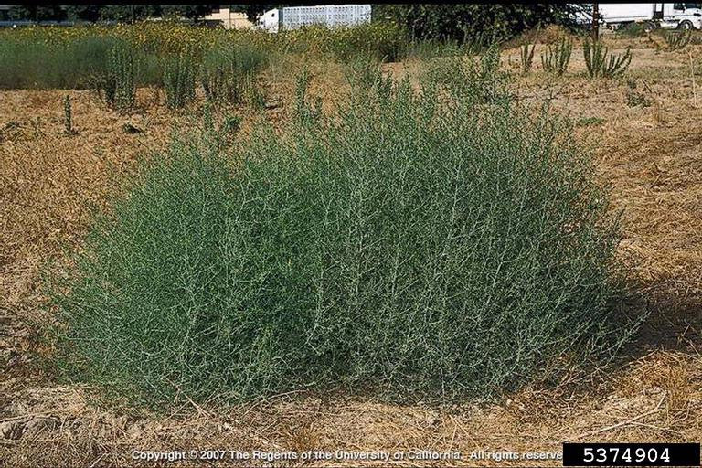 <p>Russian thistle (invasive)</p>