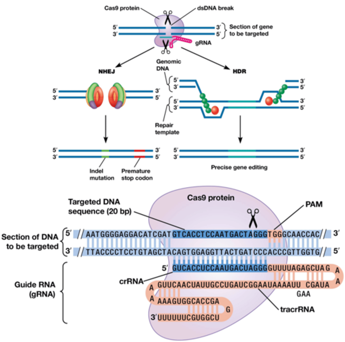 <p>CRISPR-Cas9: Gerichte DNA-bewerking waardoor we een mutatie kunnen inbrengen, genen uitschakelen, of zelfs nieuwe genen invoegen.</p><p>Cas9 Eiwit: Een endonuclease dat dubbelstrengige DNA-breuken kan maken op een specifieke locatie in het DNA. Dit gebeurt op de 'target'-sequentie (de targetsequentie moet naast XGG liggen, dit noemt men de PAM-sequentie)</p><p>Werking met gRNA: Cas9 wordt geleid door een guide RNA (gRNA), dat bestaat uit een </p><p>-crRNA (CRISPR RNA) (donkerblauw): 20 nucleotide lange sequentie en het bepaalt de bindingsplaats van Cas9 door complementaire basenparing met het target-DNA.</p><p>-tracrRNA (trans-activating CRISPR RNA): activeert het Cas9 eiwit</p><p>Herstelmechanismen van de cel:</p><p>-NHEJ (Non-Homologous End Joining): Kan kleine deleties veroorzaken, die leiden tot een stopcodon en het uitschakelen van het eiwit.</p><p>-HDR (Homology-Directed Repair): Hierbij wordt een hersteltemplate toegevoegd om de breuk nauwkeurig te herstellen. Deze template kan ook worden aangepast om specifieke mutaties in te brengen.</p><p>Probleem: Cas9 kan onbedoeld binden aan 'off-targets' als er slechts een klein verschil (bijv. 1 nucleotide) is.</p><p>->genoom editing op humane embryo's is verboden: mutaties op geslachtscellen zijn namelijk erfelijk!</p>
