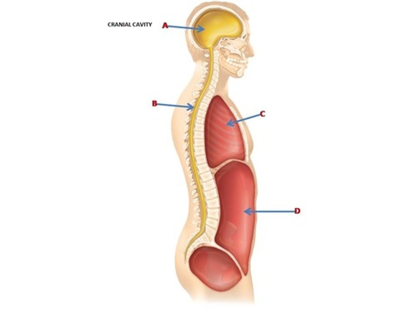 <p>Superior posterior cavity which contains the brain.</p>