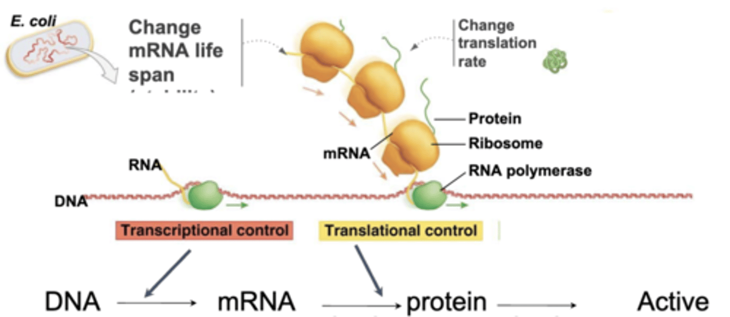 <p>-regulatory mechanism that operates on preexisting mRNA and affects mRNA lifespan, which impacts translation</p><p>-more rapid than transcriptional control</p>