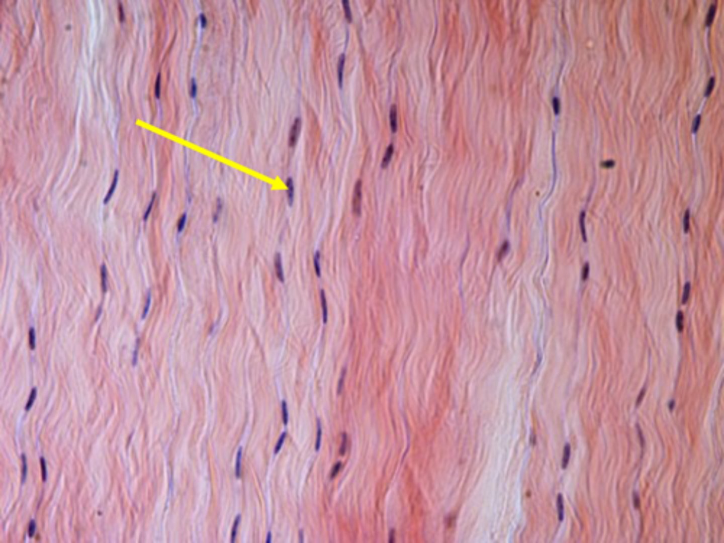 <p>produce the matrix of most connective tissues</p>