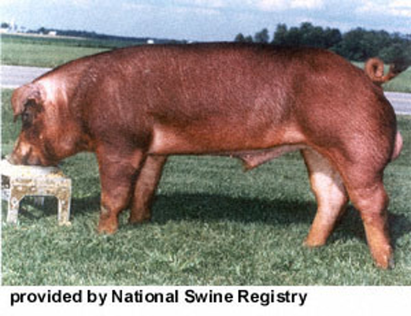 <p>Originated in the United States, solid red, long, drop ears, slight dish to the face, excellent meat type hog.</p>