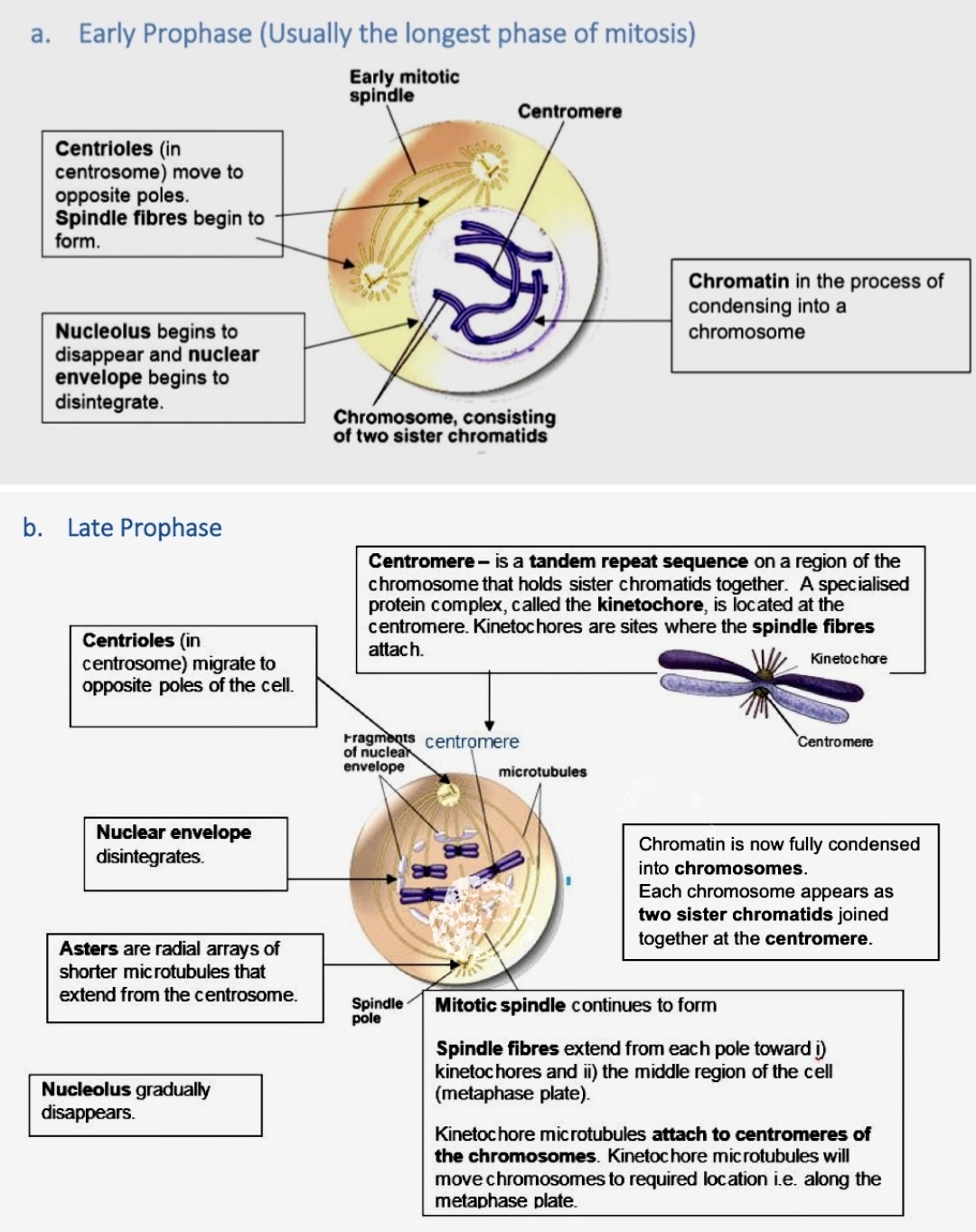<p>note: kinetochore microtubules attach to the kinetochore proteins at the centromere of each chromosome</p><p>→ non-kinetochore microtubules are spindle fibres</p>