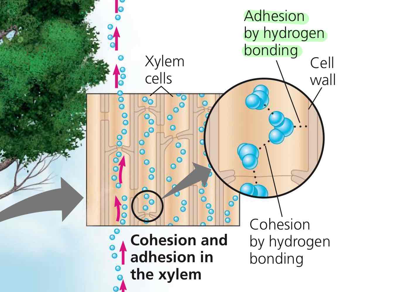 <p>Hydrogen bonding between water and cell wall.</p>