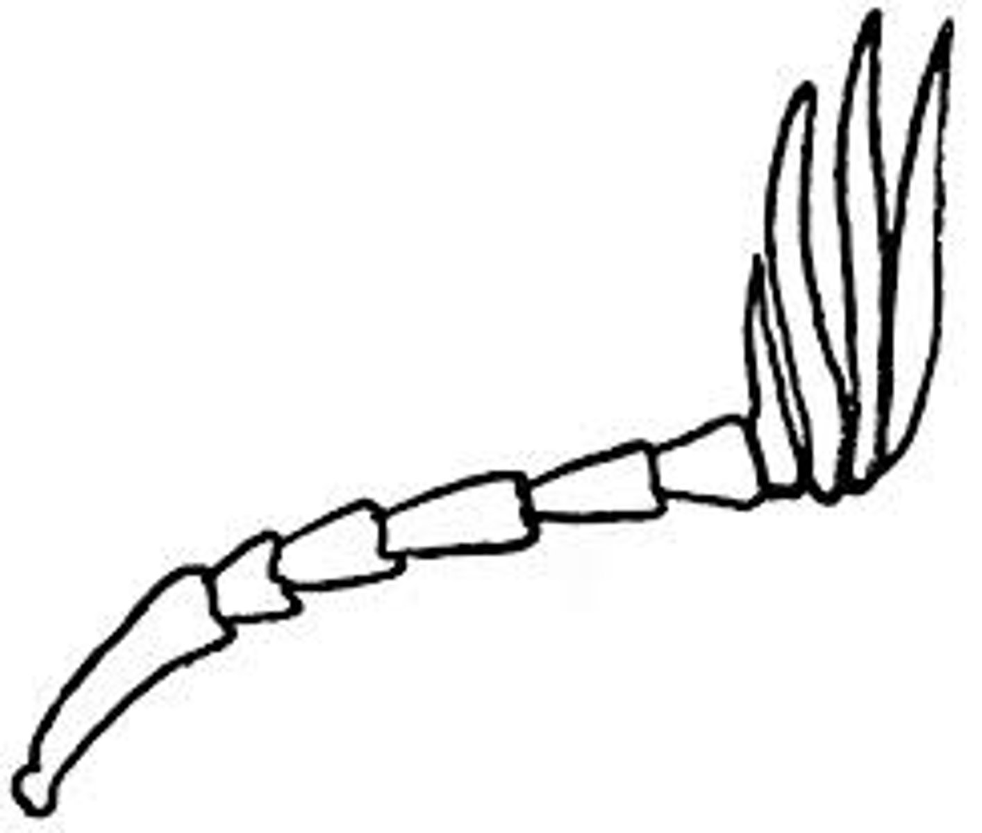 <p>scape- base attach to head</p><p>pedicel next segment</p><p>flagellum all of following segments can differ from insect to segement</p><p>cab end in club thick end flagellum</p><p>or have artisa which are spiky parts</p><p>if it has a bend then theres a funicle</p>