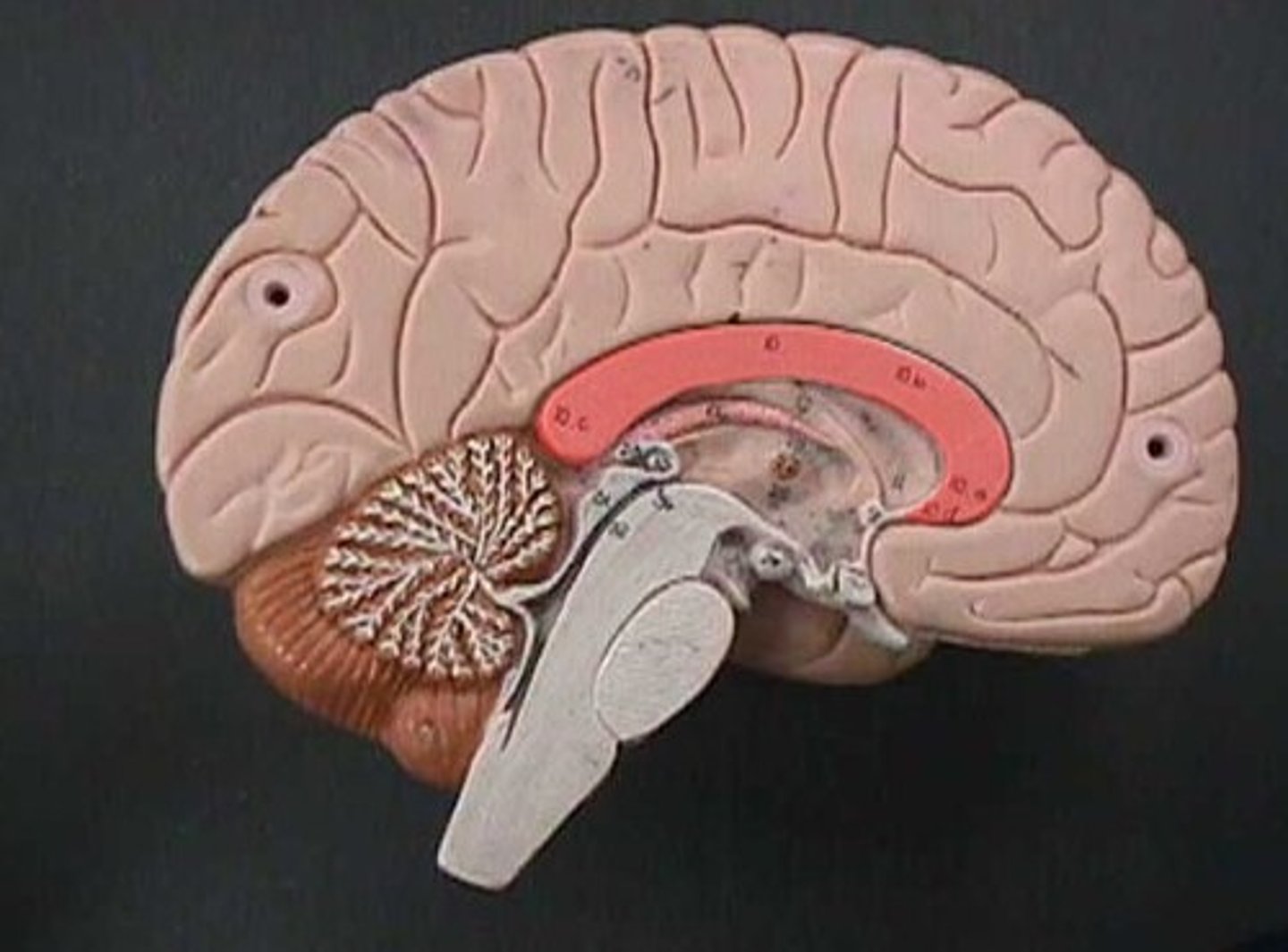 <p>connects right and left hemispheres</p>