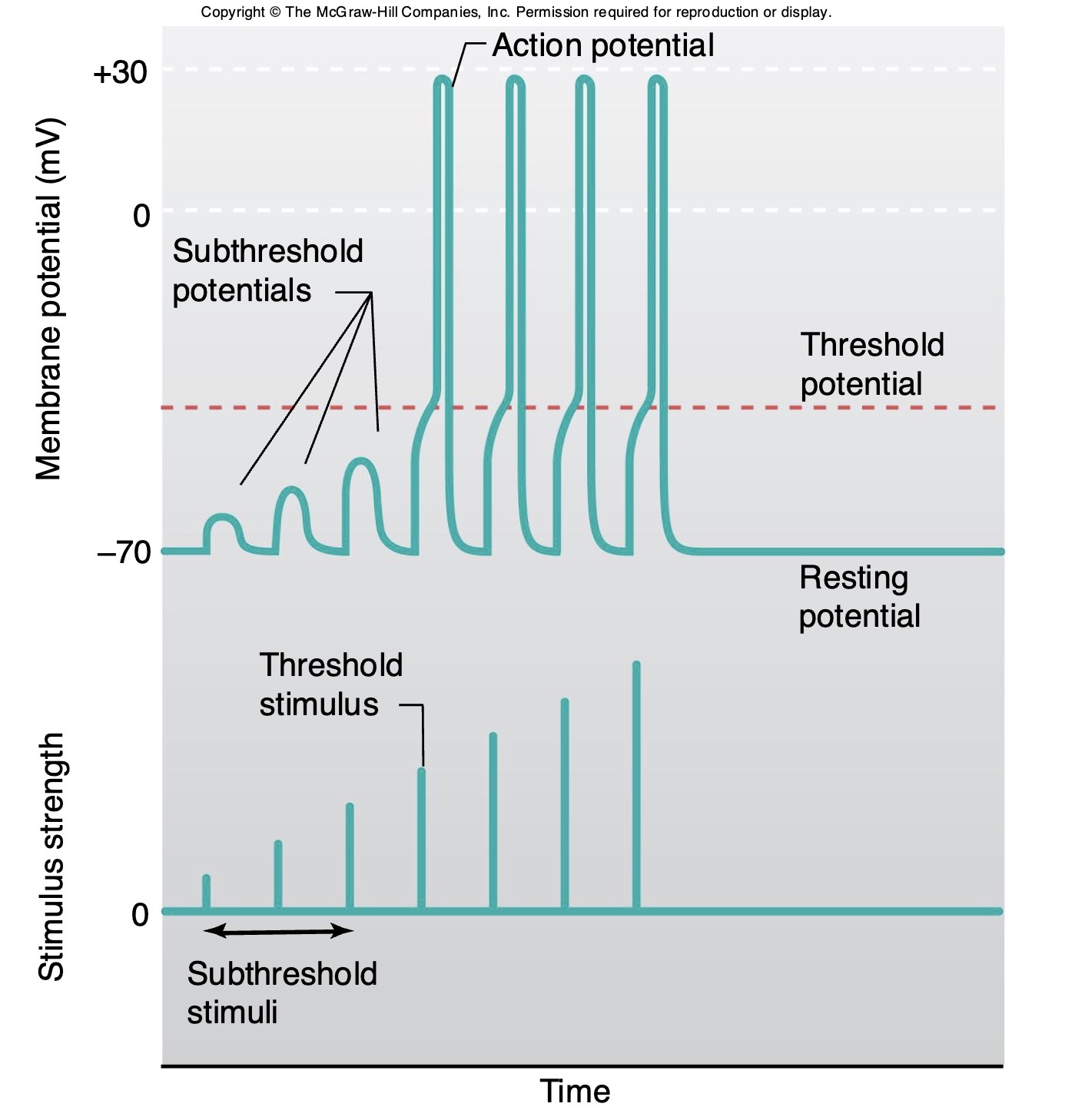 <p><strong>size of the stimulus</strong></p><p>In action potential it’s <strong>“All or Nothing” </strong></p><p>= big stimulus gives us the SAME action potential level ( +30 mV ) </p>