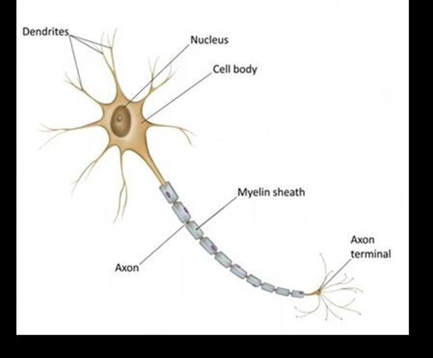 <p>Dendrites (receive signals), Cell body (soma, control center), Axon hillock, Axon (sends signals away), Myelin sheath (insulation), Nodes of Ranvier (gaps in myelin), Axon terminals (forms synapse).</p>
