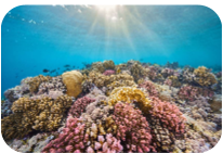 \
* Sediment transport and deposition
  * Varying sediment sources
* Biological activity
  * Coral reefs