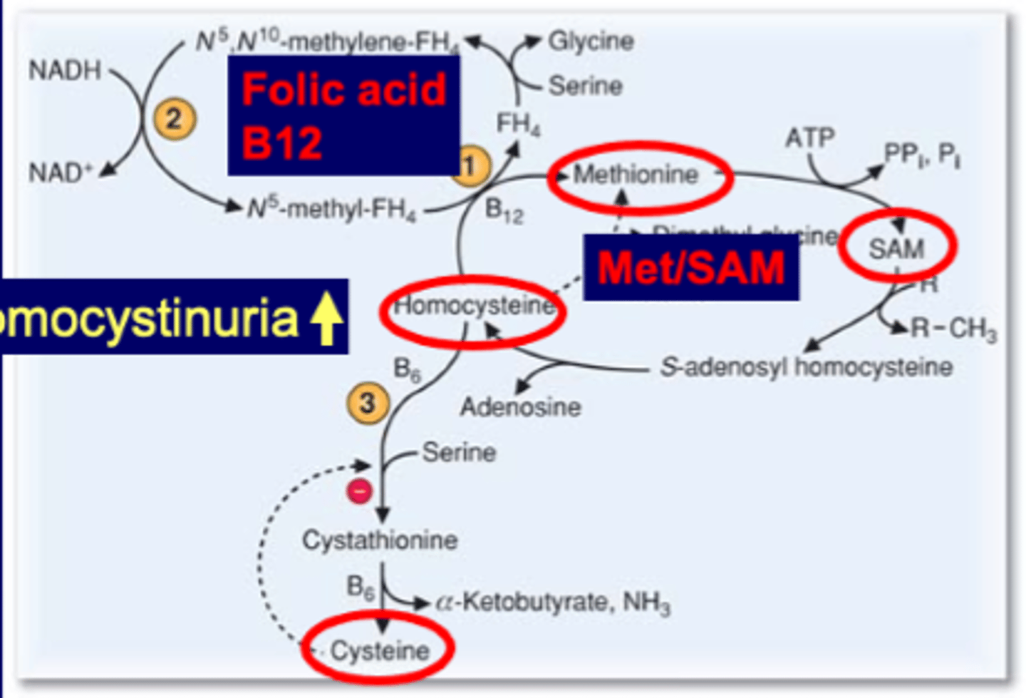 <p>from methionine (and serine)</p><p></p><p><strong>Met cycle->SAM</strong>->SAH->homocysteine->cysteine</p><p></p><p><strong>Folic acid (FH4) coupled with B12</strong> can use methionine for other stuff (B12 convert homocystein->met). <strong>When knock out </strong>met goes only to homocysteine->cysteine. Overloads cysteine->negative feedback, <strong>blocks pathway and accumulates homocysteine</strong></p><p></p><p><strong>B6 two point</strong>s: homocysteine->cystathionine and cystathionine->cysteine</p><p>If <strong>knock out accumulate homocysteine</strong> </p>