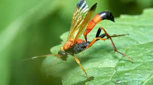 <p>Parasitic wasps </p>