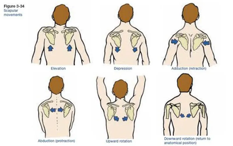 scapula moves laterally away from spinal column