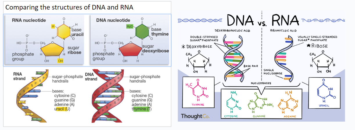 <p>What makes the difference between DNA and RNA</p>