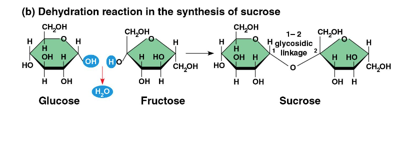 <p>covalent bond formed between 2 monosaccharides = polymer via dehydration </p>