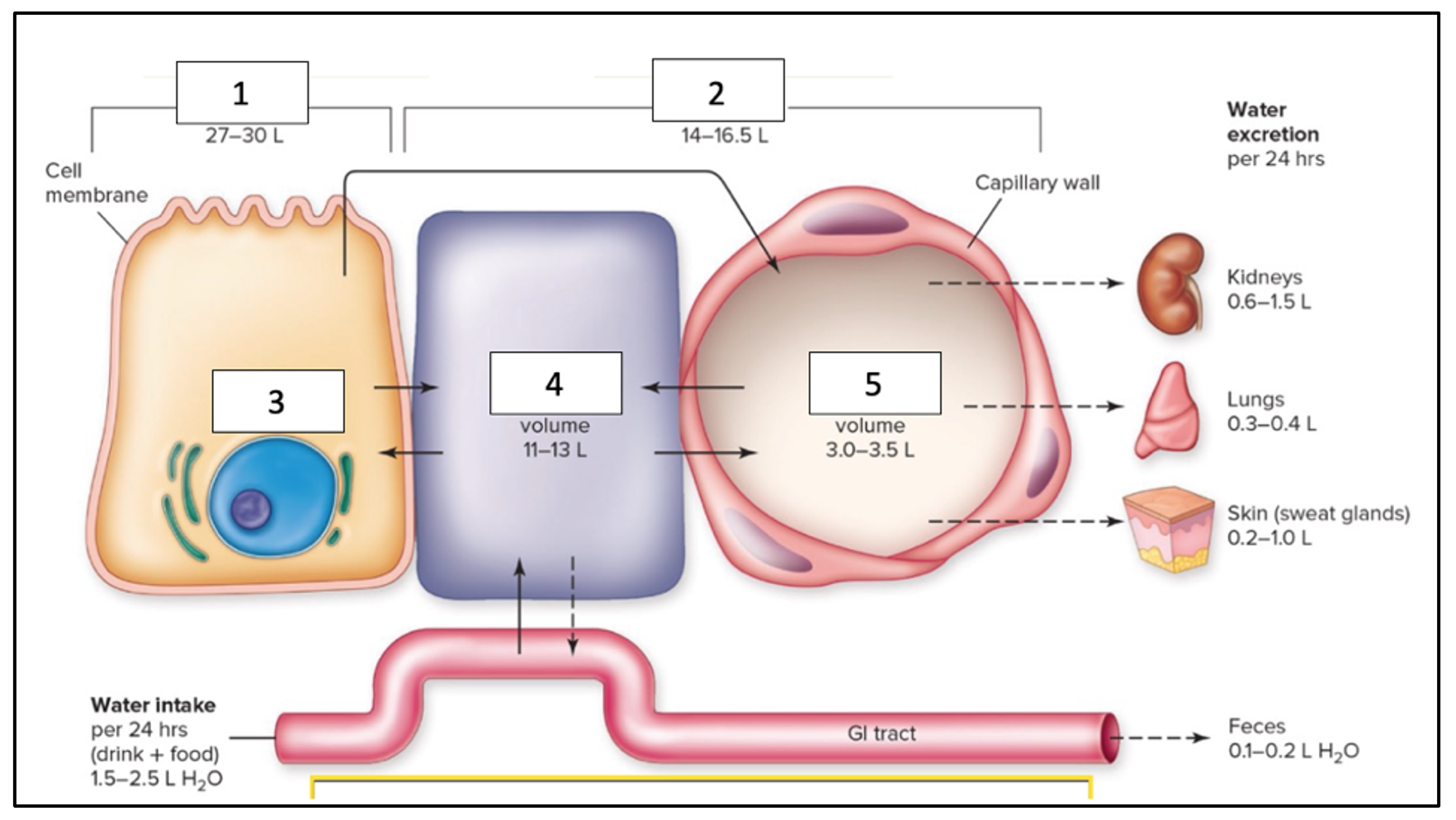 Label the following diagram:
