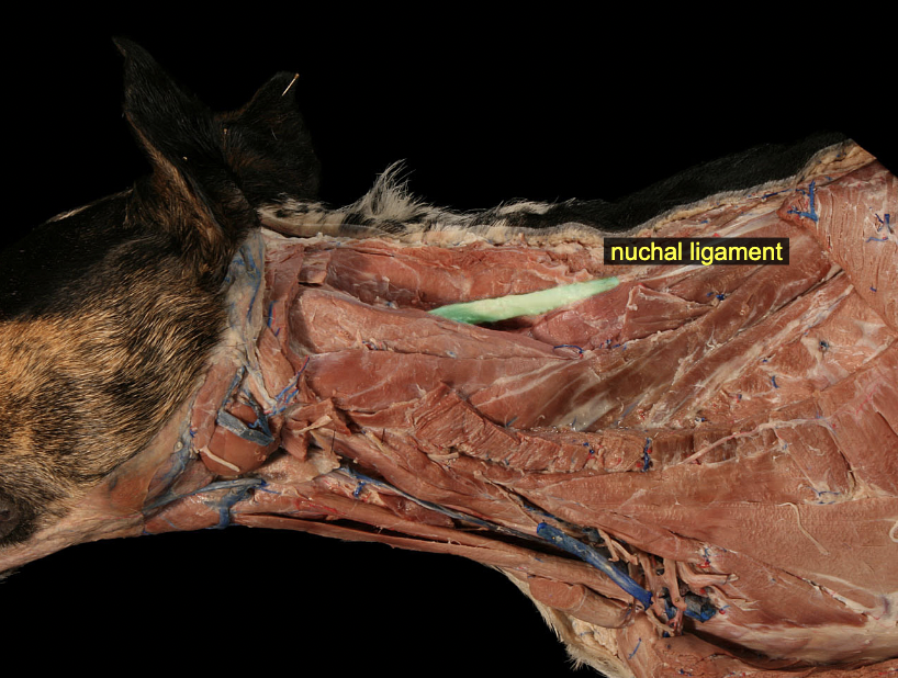 <p>elastic ligament on dorsal midline of the neck</p><p>A: provides passive support for the head against gravity</p><p>canine: spinous process of T1-C2 or skull in large animal</p>