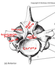 <p>Includes neural spine/spinous process, transverse processes, neural canal, pedicel, and laminae, all contributing to spinal structure and function.</p>