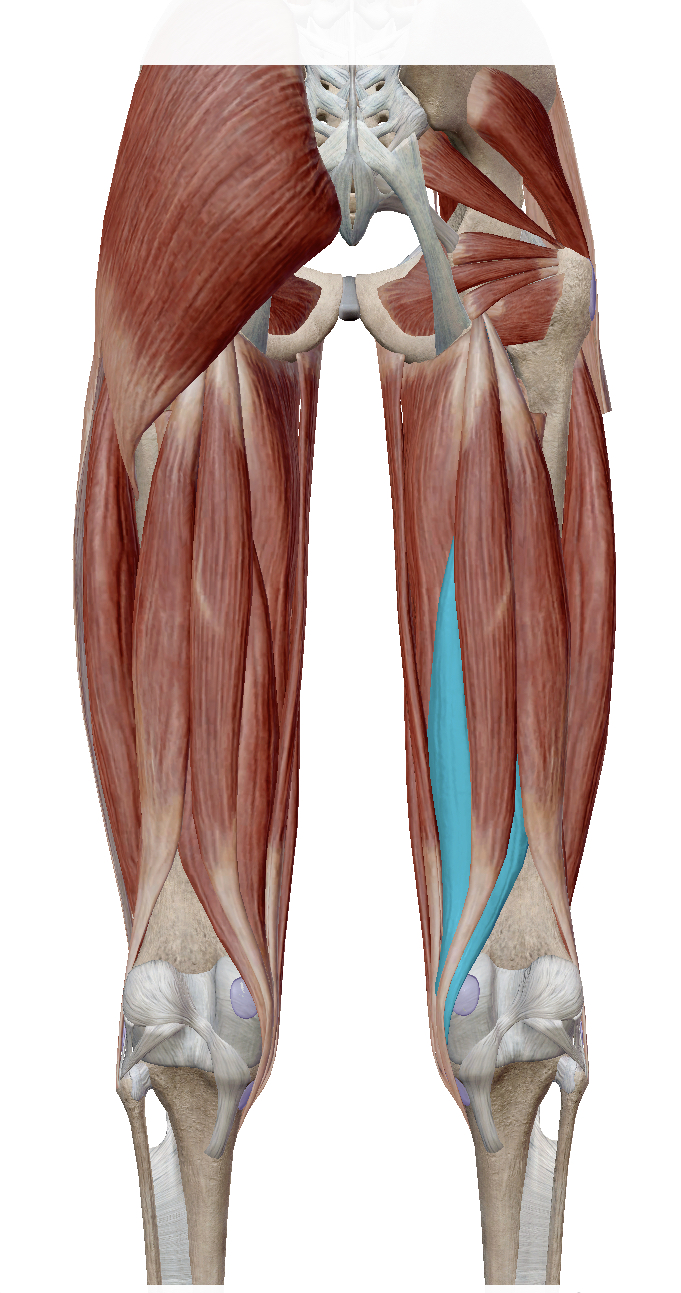 <p>Identify the highlighted muscle</p>