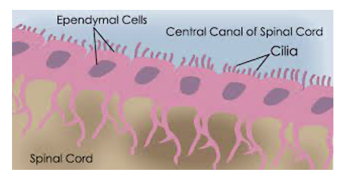 <ul><li><p>Line ventricles of the brain and central canal of the spinal cord&nbsp;</p></li><li><p><strong>Choroid plexuses</strong></p><ul><li><p>specialized ependymal cells and blood vessels located in regions of the ventricles</p></li><li><p>secretes cerebrospinal fluid</p></li></ul></li><li><p>May of cilia to move CSF</p></li><li><p>Extension of the basal surface extedn deep into brain and spinal cord</p></li></ul><p></p>