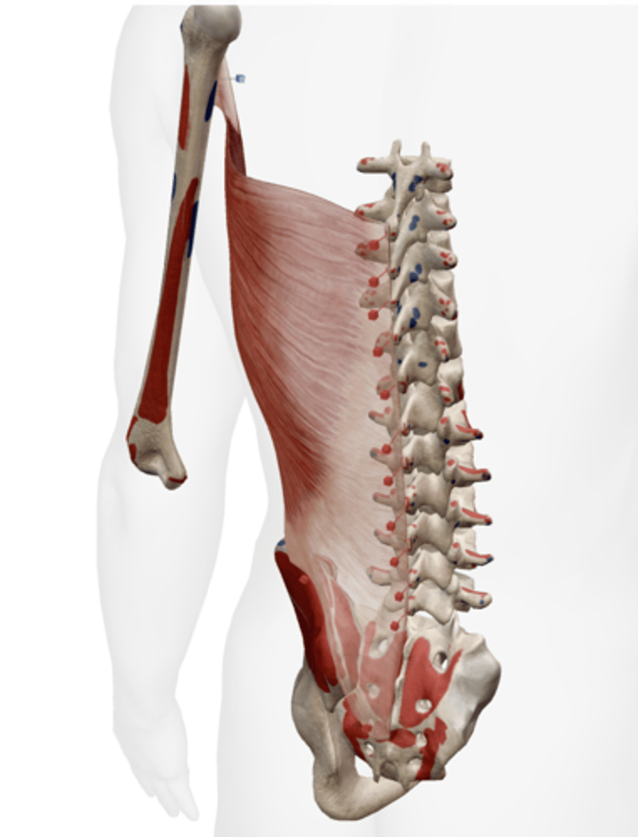<p>floor of intertubercular sulcus of humerus</p>