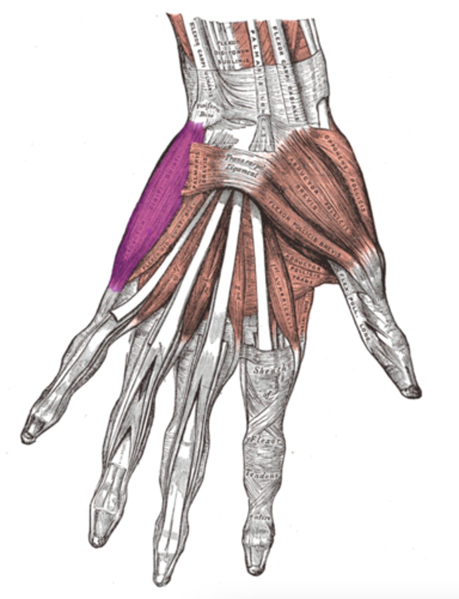 <p>ulnar</p>