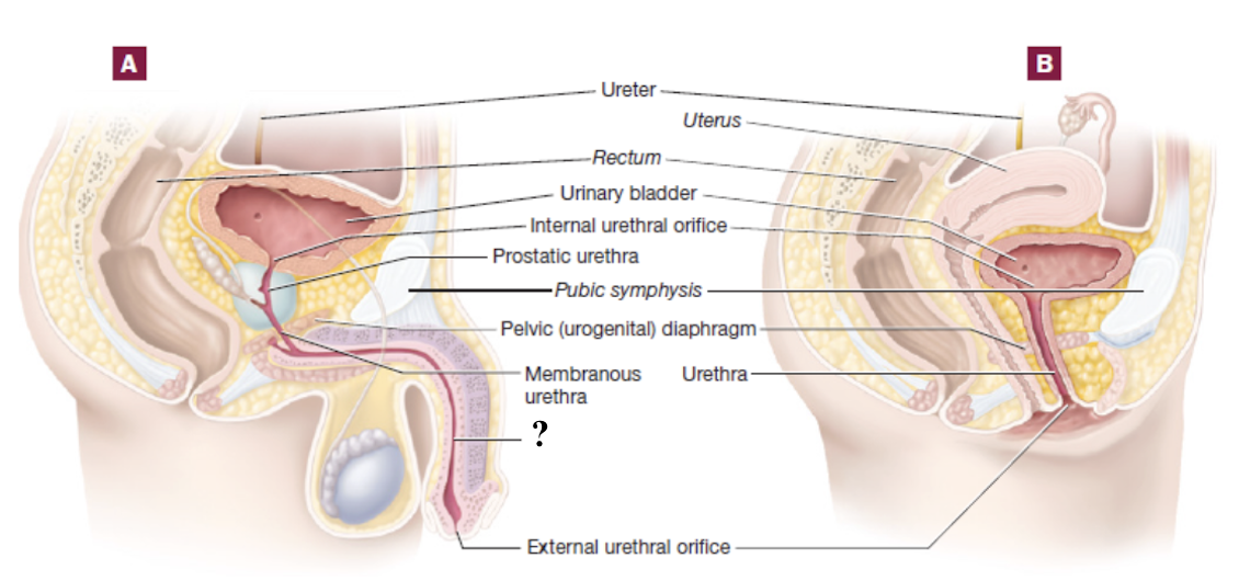 <p>part of male urethra that passes through the penis within erectile tissue </p>