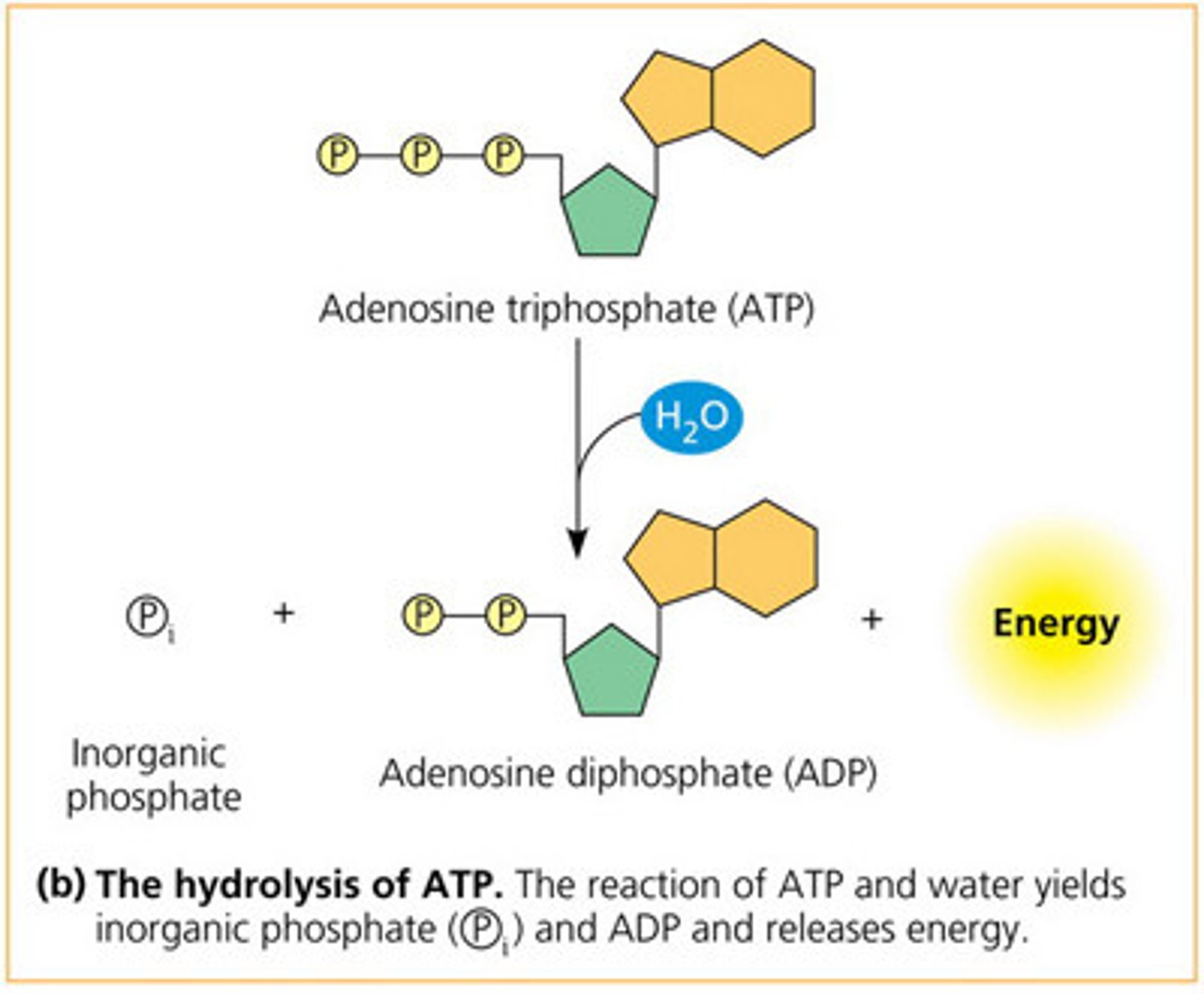 <p>ATP -&gt; ADP + Pi<br><br>released energy from forming more stable bonds fuels other processes<br><br>exergonic (neg ΔG)</p>