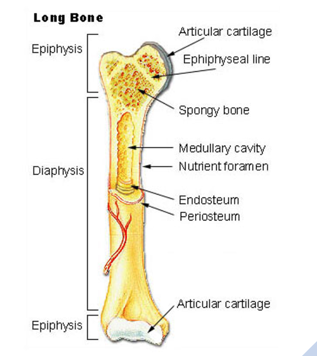 diaphysis, metaphysis, epiphysis