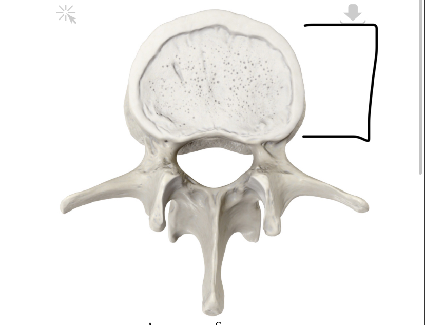 <p>Hoe heet dit deel?</p>